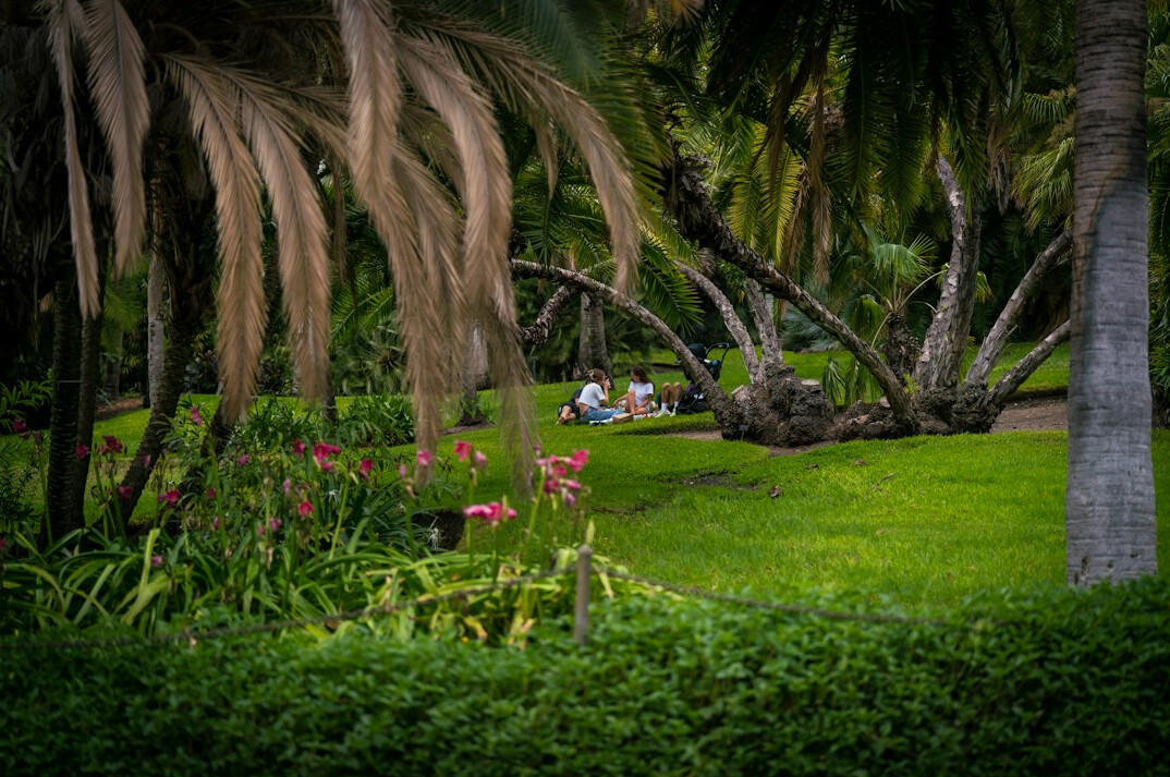 family picnic in park